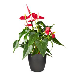 Flamingo plant | Anthurium 50cm