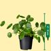 Pancake plant | Pilea peperomioides