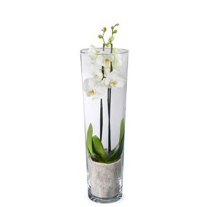 White orchid in vase