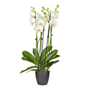 White orchid (L)