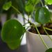 Pancake plant | Pilea peperomioides