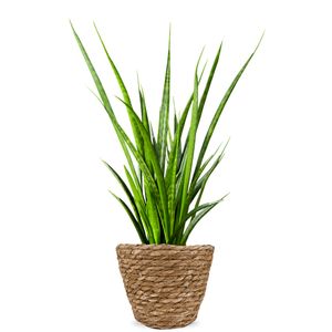 Woman's tongue | Sansevieria Kirkii Friends