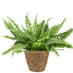 Wild Boston fern | Nephrolepis