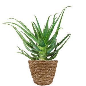 Aloë arborescens | Succulent plant