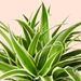 Spider plant | Chlorophytum