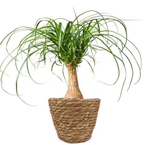 Elephant's foot | Beaucarnea 60cm