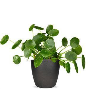 Pancake plant | Pilea peperomioides
