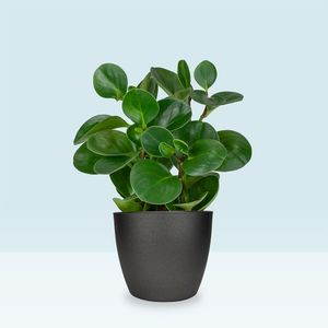 Rubberplant | Peperomia obtusifolia