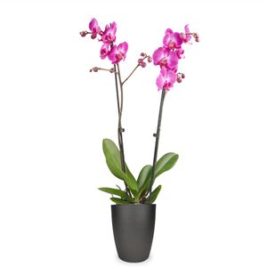 Pink orchid