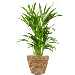 Areca palm | Gold palm 60cm