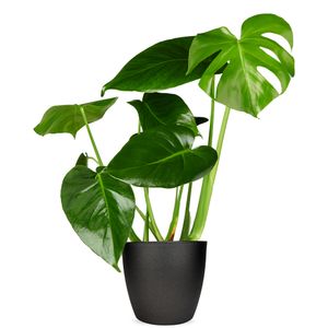 Monstera delicioca 50cm